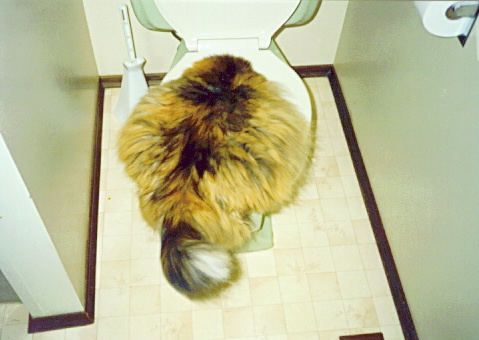 Fat Toilet Cat