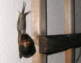 Irish Snail